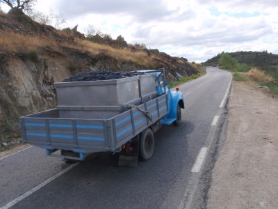 Grape laden trucks.